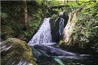 Kaisersesch: Eifelverein meldet rätselhaftes Fundtier