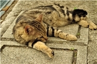 Kalte Wintertage gefährden Straßenkatzen