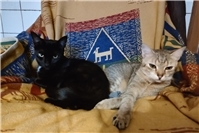 Karla und Brainy suchen gemeinsames Zuhause