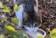 Kastrationspflicht für Freigängerkatzen in Bad Neuenahr-Ahrweiler erklärt
