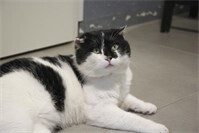 Kater Carlo sucht Für-immer-Zuhause
