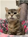 Katze mit Charakter