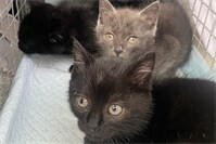 Katzenschutzfreunde schlagen Alarm: Die Not der Katzen wächst immer weiter 