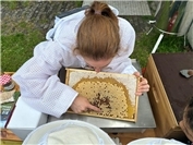 Kleine Bienen, große Wirkung