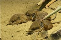 Kleine Zoobewohner, große Erfolgsgeschichte