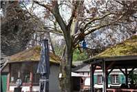 Koblenz: 100-jähriger Baum gefällt