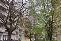 Kritische Stellungnahme der BI „Unsere Altstadt“ zum Antrag zur Abschaffung der Baumschutzsatzung