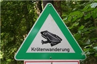 Kröten, Frösche und Molche starten ihre Wanderung im Kreis Euskirchen