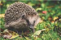 Mähroboter: Tödliche Gefahr für Igel und Co