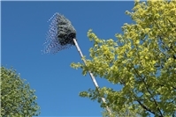 Maibaumaufstellen in Reifferscheid – Junggesellen leben Brauchtum