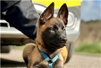 "Mellon" hat ihren Dienst bei der Polizei Euskirchen begonnen