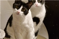 Michel und Maria: Liebevolles Katzenpaar sucht neues Zuhause