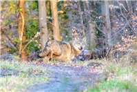 Mit dem Wolf leben lernen