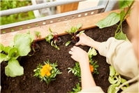 Mit frischer Erde lassen sich ältere Hochbeete reaktivieren