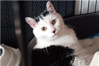 Ein kleines Wunder: Vermisster Kater Momo kehrt nach über 14 Jahren wieder nach Hause zurück