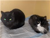 Momo und Pedro
suchen ein Zuhause