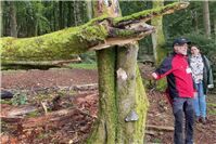Montabaur wandelt 20 Prozent des Stadtwalds in Naturwald um