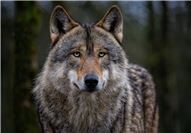 NABU: Der Wolf gehört nicht ins Jagdrecht