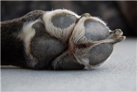 Nach Verkehrsunfall: Rätsel um verletzten Hund