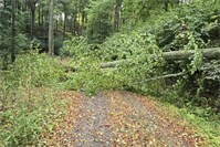Nach dem Unwetter: Gefahren durch Sturmschäden in Mayen weiterhin möglich