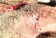 Nach mutmaßlichem Wolfsriss in Kempenich: Sachverständiger nimmt Proben zur eindeutigen Klärung
