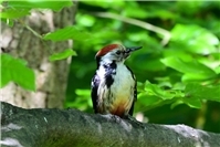 Naturschutzinitiative (NI) präsentiert abwechslungsreiches Veranstaltungsprogramm 2026 für den Weste