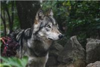 Naturschutzinitiative klagt gegen geplanten Wolfabschuss
