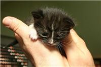 Neugeborene Katzenbabys in Container geworfen