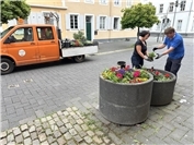 Neuwied: 6000 Sommerblumen für die Stadt