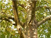 Neuwied: Altbaumbestand auf dem Schulhof der Geschwister Scholl Schule soll gefällt werden