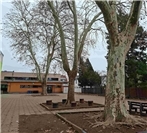 Neuwied: Gesunde Bäume sollen gefällt werden