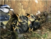 Nistkastenreinigung - jetzt aktiv werden