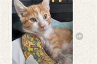 Notfallkätzchen Loki wurde nicht abgewiesen – die Katzenschutzfreunde halfen