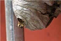 Ordnungswidrigkeitsverfahren beim Nestentfernen