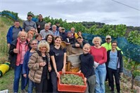 Paten engagieren sich bei der Rieslinglese im Oberfeller Königinnenwingert