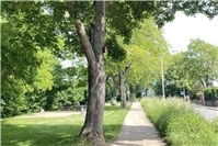 Petition für Moselufer-Ausbau-Stopp und Baum-Erhalt in Koblenz-Moselweiß