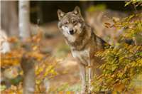 Problem-Wolfsrüde darf erlegt werden