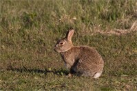 RHD-Virus bei Wildkaninchen in Koblenz nachgewiesen