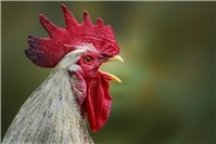 Region: Geflügelpest breitet sich weiter aus