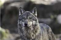 Region: Mehrere Luchs- und Wolfssichtungen