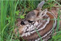 Rehkitze in Gefahr: Landwirte sollten Wildtiere vor dem Mähtod retten
