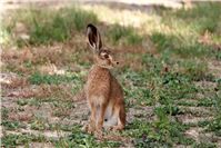 Rhein-Sieg-Kreis: Hasenpest breitet sich aus