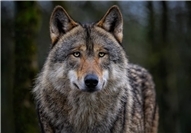 Rheinland-Pfalz: Wolf auf Autobahn überfahren