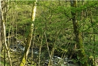 Samstagswanderung Traumschleife Dünnbachtal im Hunsrück 