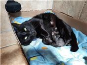 Schnelles Handeln verhindert weiteres Katzenleid in Bad Neuenahr