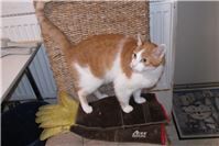 Schüchternes Mädchen und verschmuster Kater