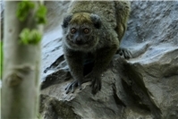 Seltene Alaotra-Halbmakis im Zoo Neuwied angekommen