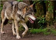 Selters: Wolf tötet Schafe