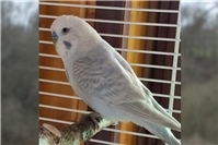 Sittich Chico: Eingesperrt im Käfig in der Eiseskälte