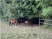 Sommerhitze wird für Tiere zum Problem